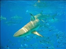 black tip skarks